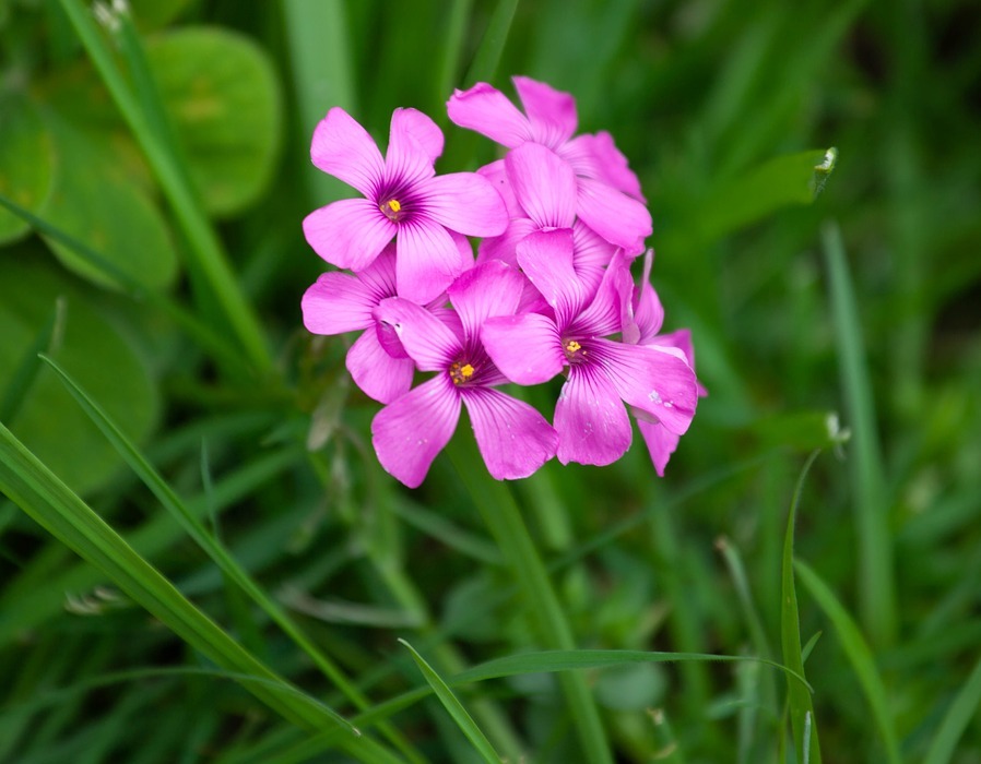 pink flower, grass, garden