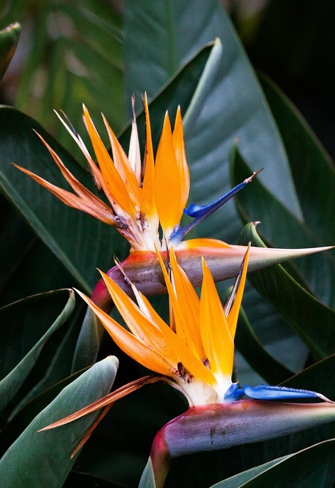 caudata, strelitzia, bird of paradise flower