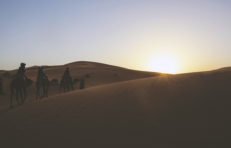 desert, dunes, camels