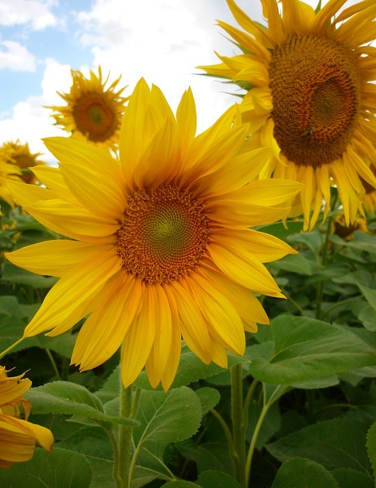 sunflower, plant, summer