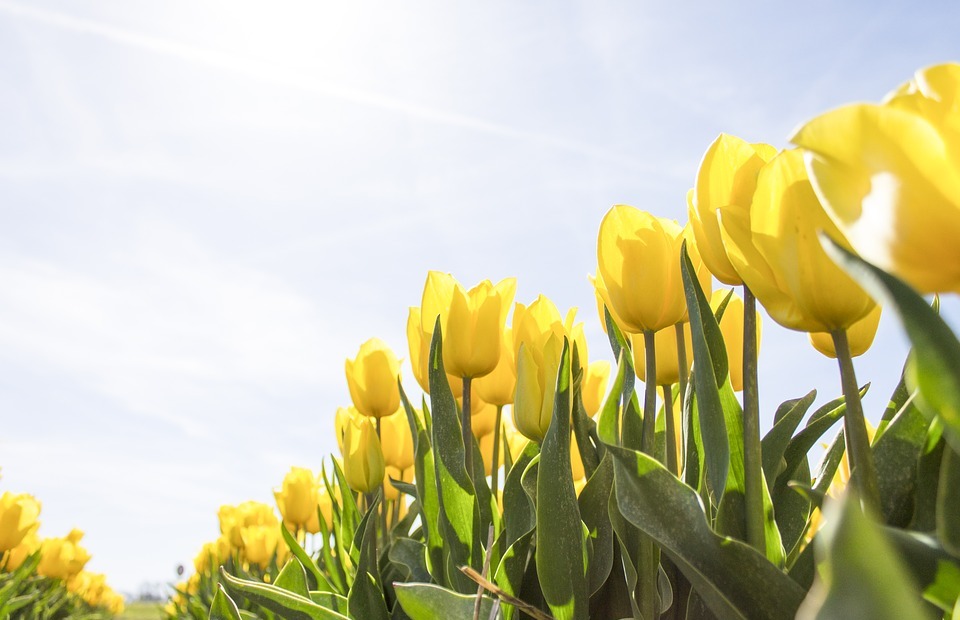 tulips, netherlands, flowers