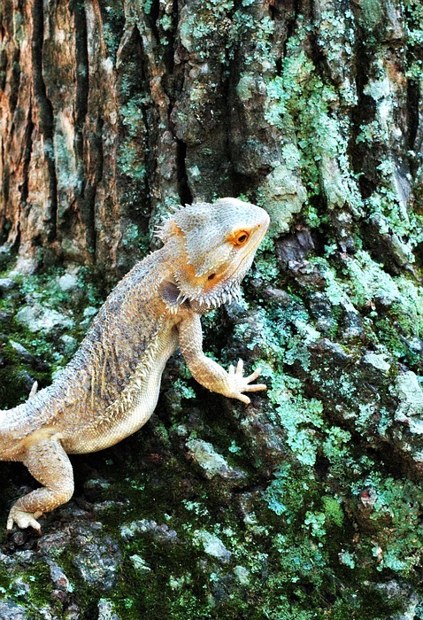 lizard, bearded dragon, reptile