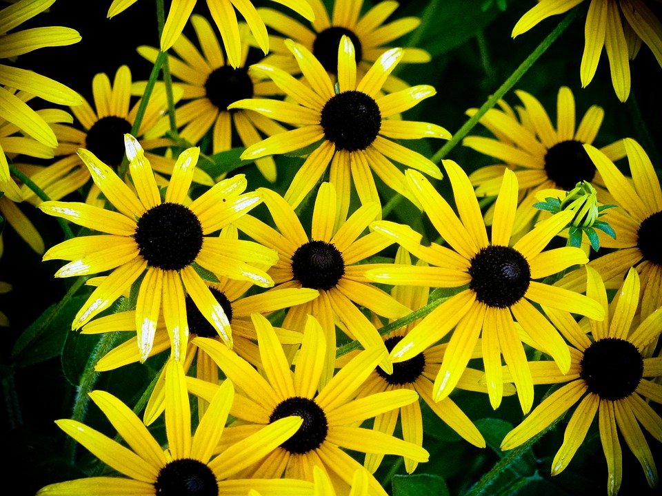 cone flowers, yellow, flowers