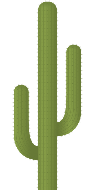 cactus, plants, desert
