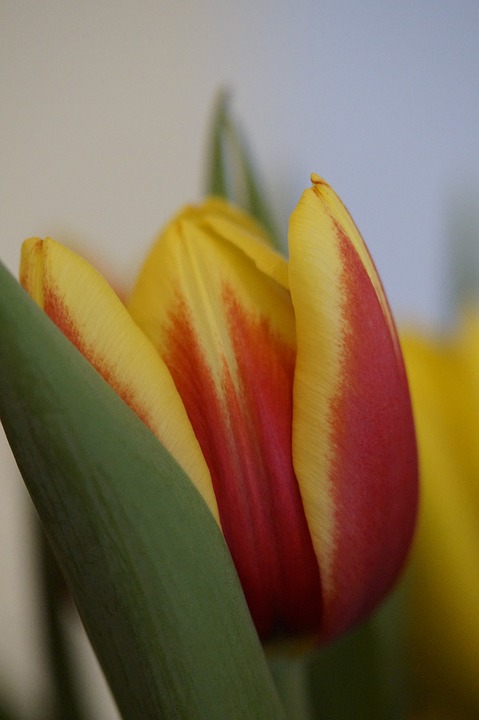 tulip, spring, close