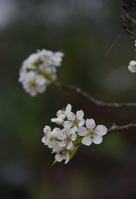 pear flower, spring, white
