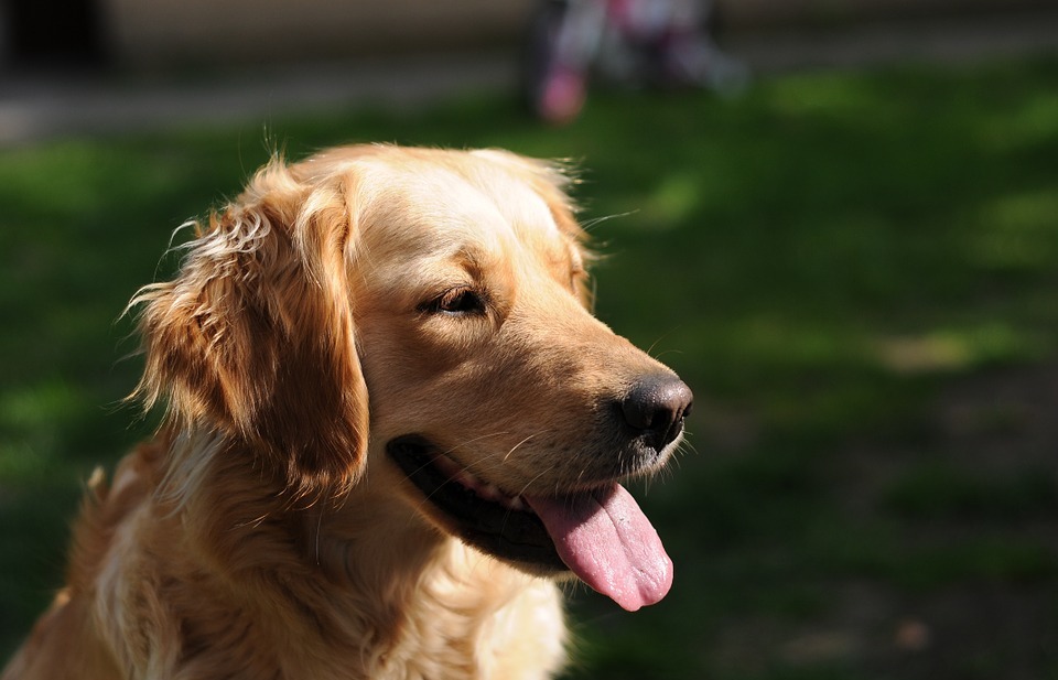 golden retriever, dog, happy