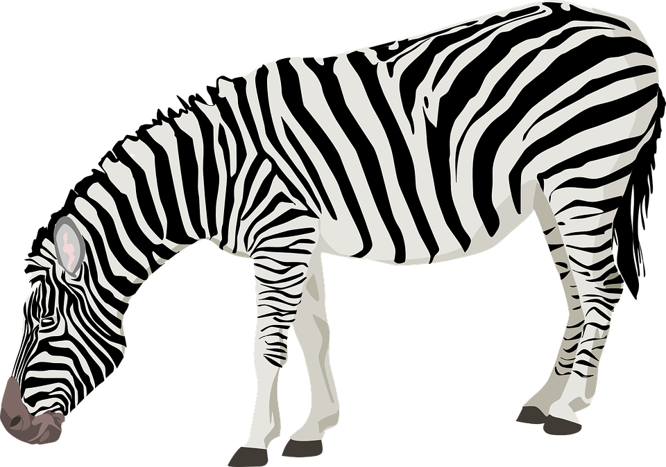 zebra, animal, mammal