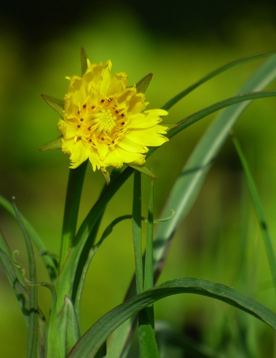 flower, spring, yellow