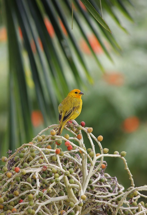 bird, yellow, palm