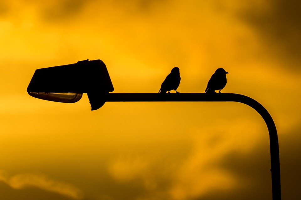 birds, pole, sunset