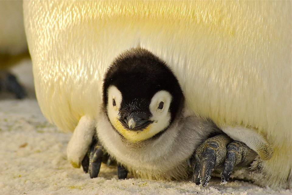 penguin, baby, antarctic