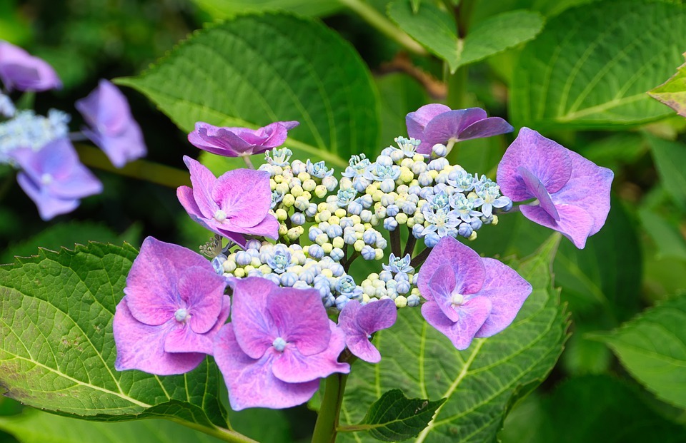 hydrangea, purple, hydrangea flower