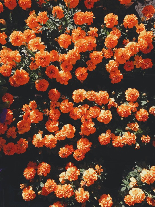 flowers, orange, blossom