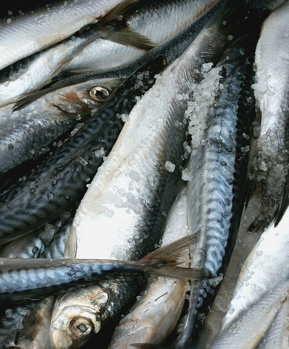 mat, fish, herring