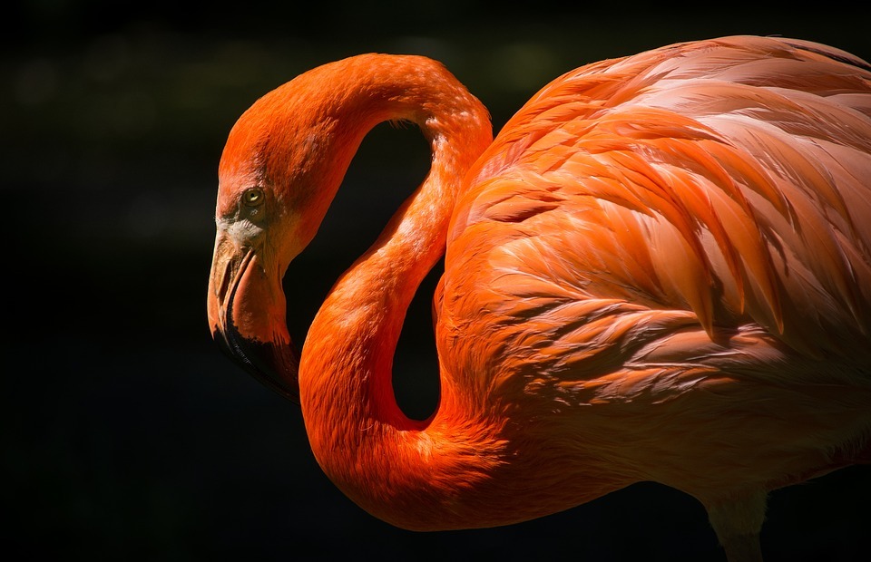 animal, flamingo, avian