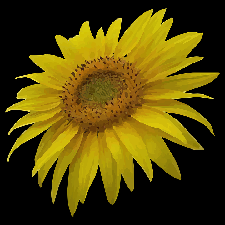 sun flower, sunflower, yellow