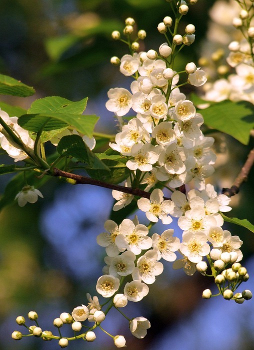 white flowers, inflorescence, small flowers