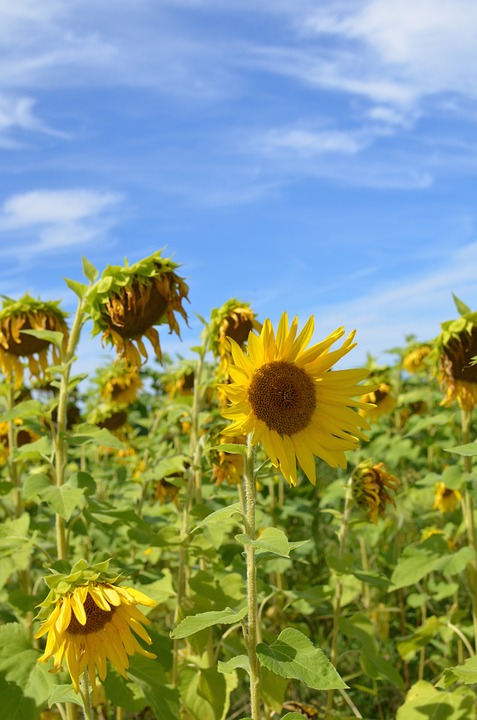 sunflowers, field, sky