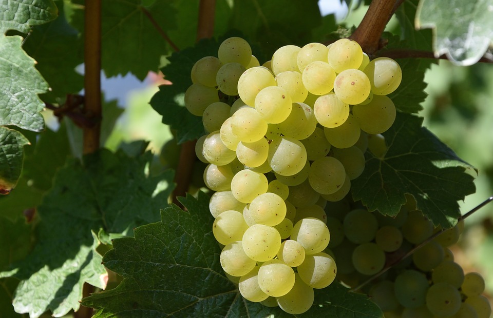 grape, winegrowing, white wine