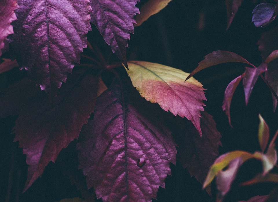 purple, leaves, plants