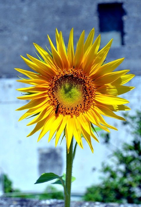 sunflower, terrace, flowers