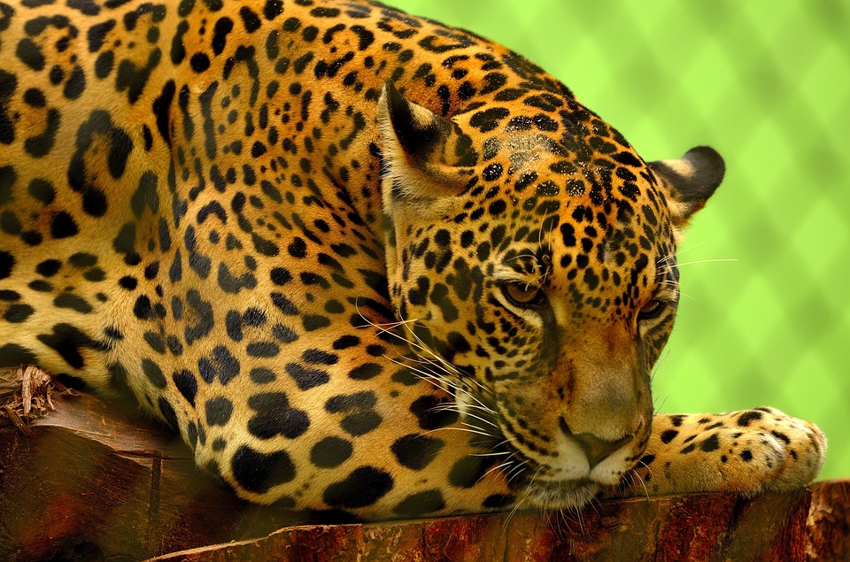 jaguar, big cat, carnivore