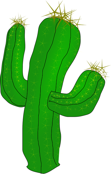 cactus, desert, cacti