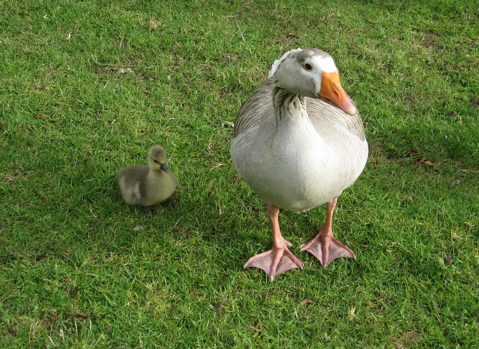 goose, goose with baby, animal