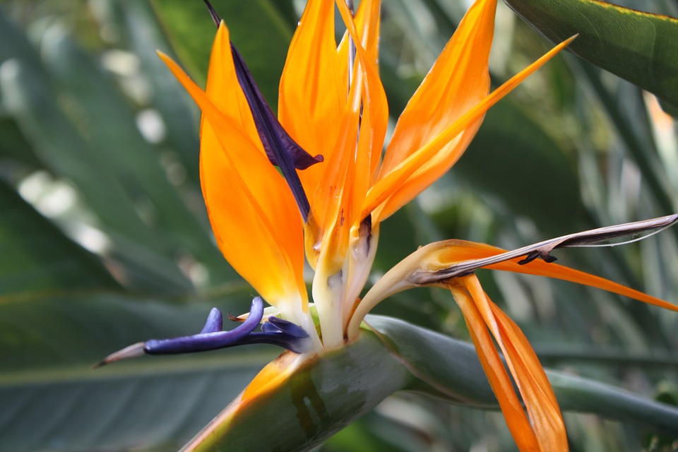 exotic flower, orange, blue