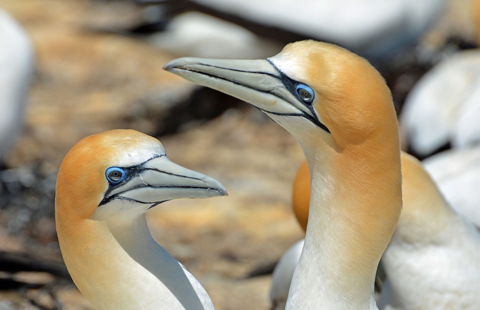 northern gannet, bird, animals