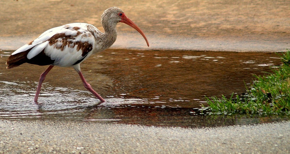 ibis, bird, tropical