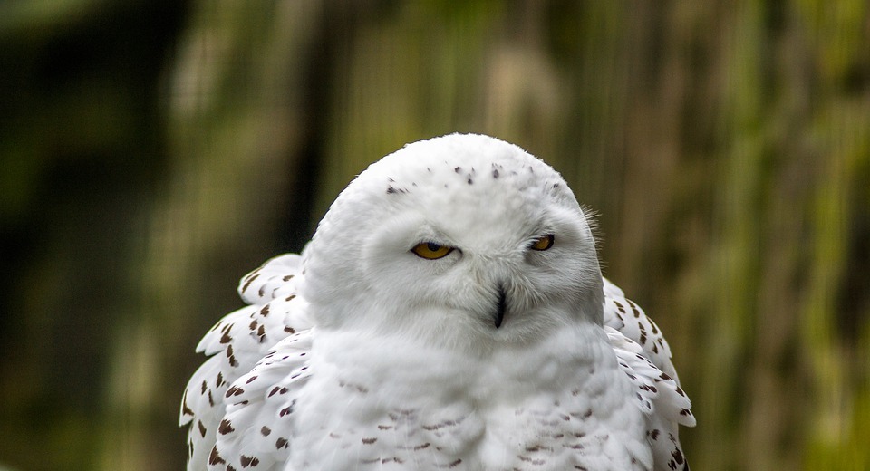 snowy owl, bird, white owl