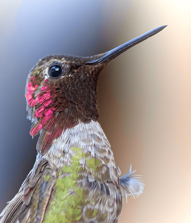 hummingbird, bird, animal