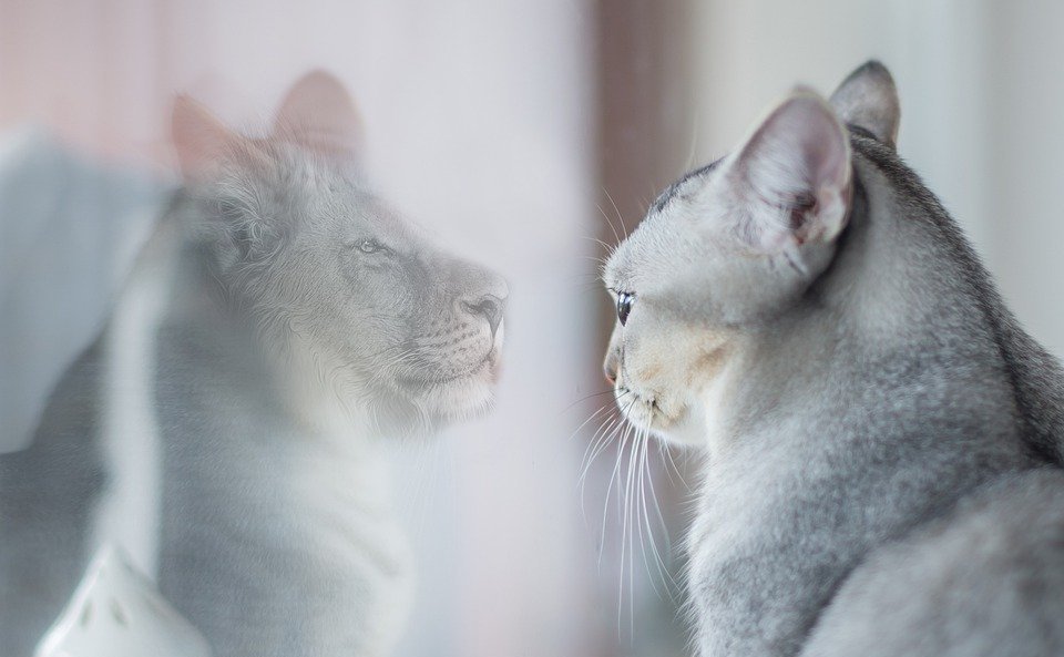 cat, lion, mirror image