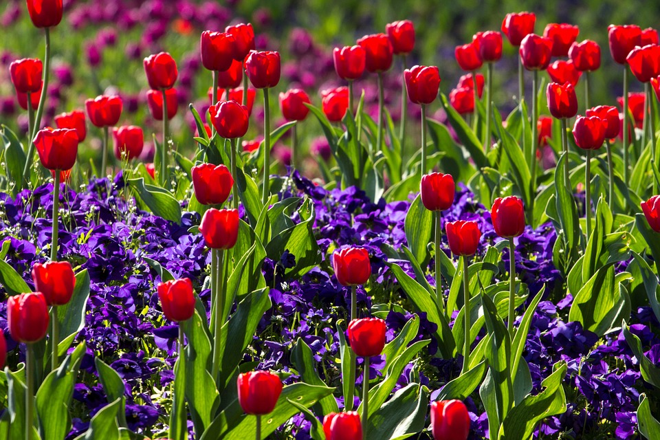 tulips, spring, light