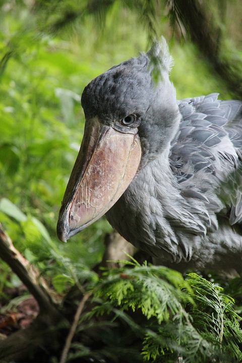 shoebill, bird, wildlife photography