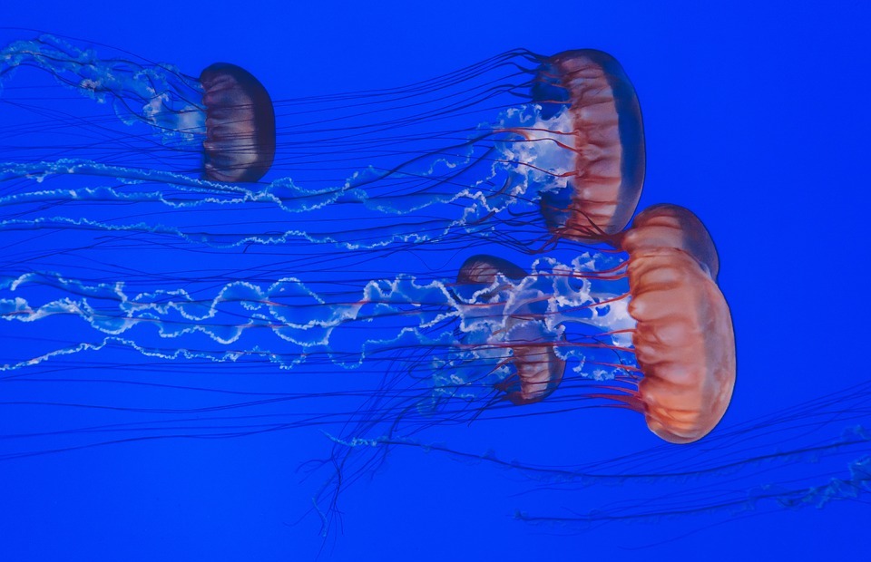 animals, jellyfishes, ocean