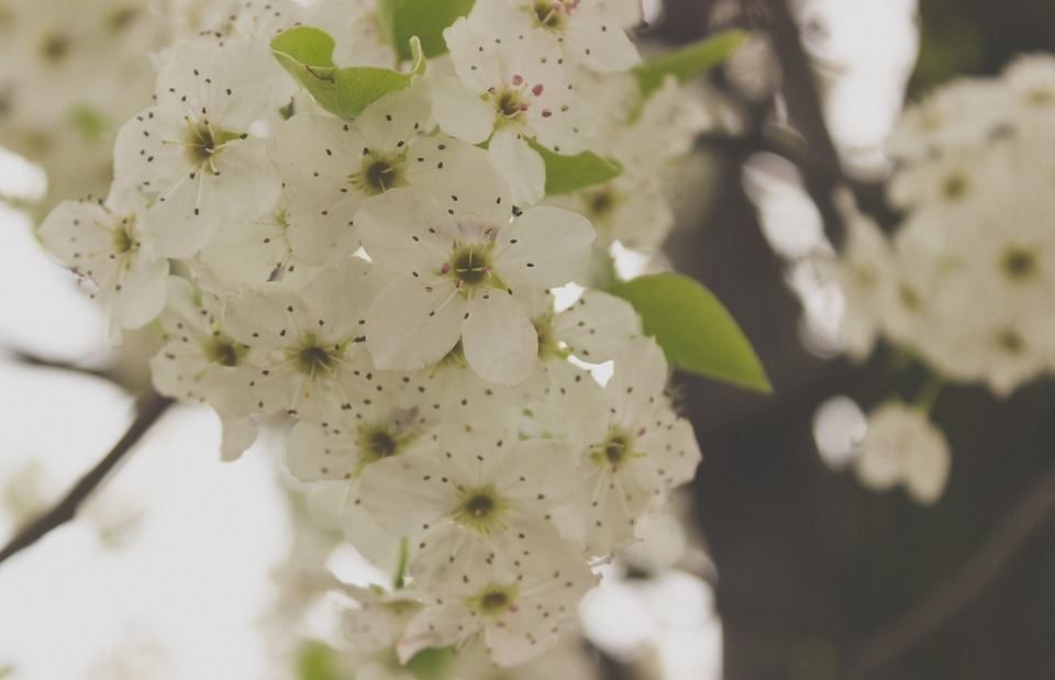 springtime, flowers, white
