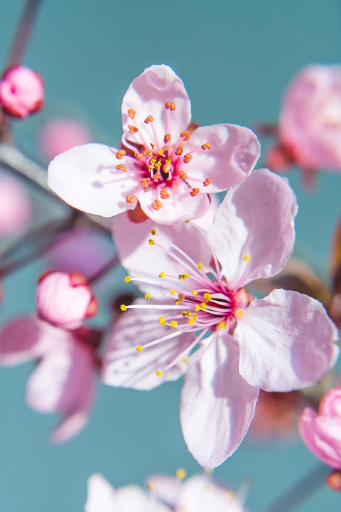 spring, cherry blossom, spring flower