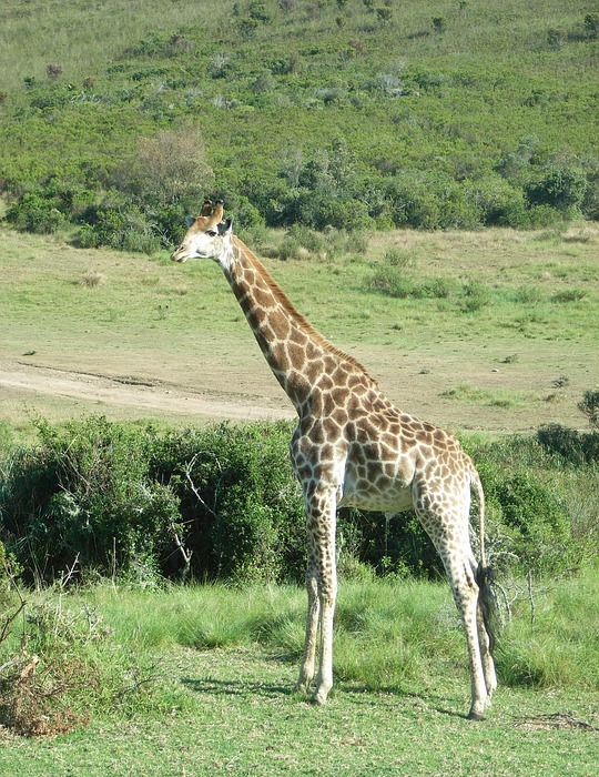 south africa, giraffe, safari