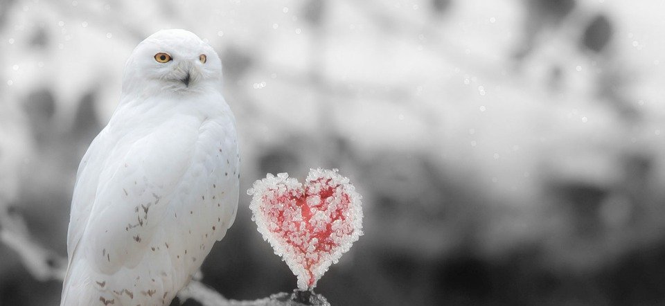 fantasy, snowy owl, heart