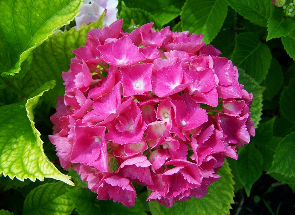 hydrangea, pink flower garden, summer flower