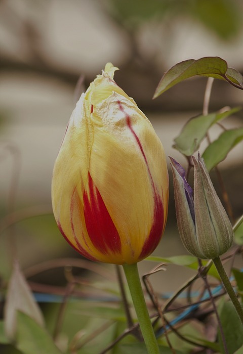 tulip, yellow, floral duet