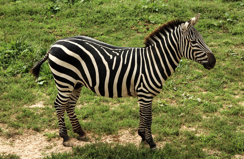 zebra, grant's zebra, dquus quagga goehmi
