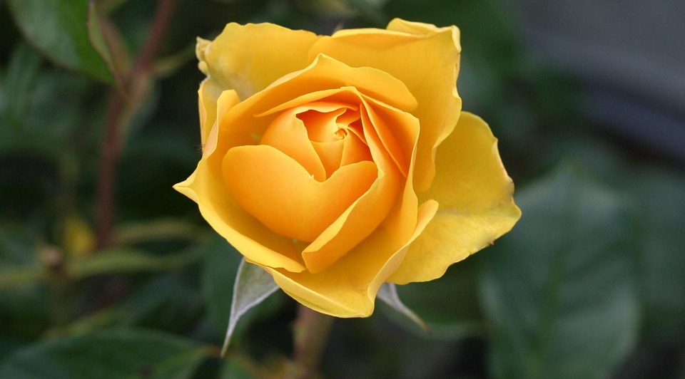 rose, flower, yellow