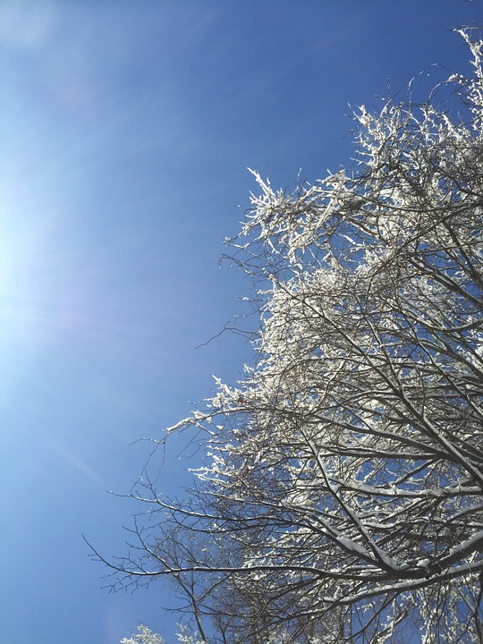tree, snowy, sky