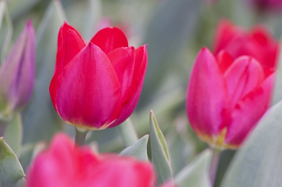 tulip, lily, spring