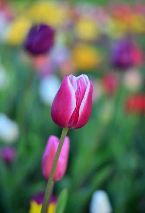 tulips, red, vivid color