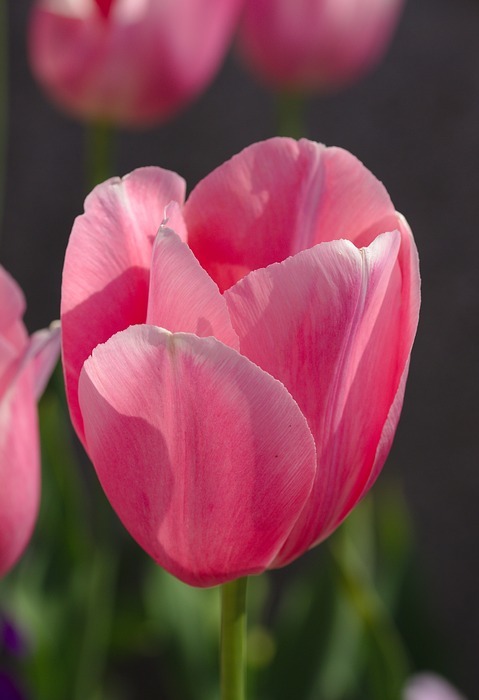 tulips, pink, nature